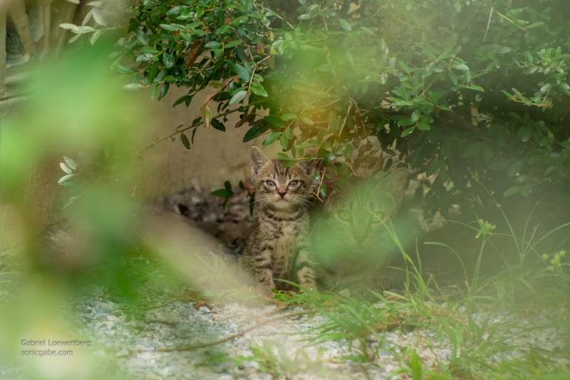 Illustration for article titled A Kitten And Some Tilt Shifting